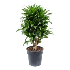 Dracaena Fragrans Compacta - Branched -Garden Potted Plant Shop Dracaena fragrans Compacta Branched 21cm