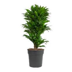 Dracaena Fragrans Compacta - Branched -Garden Potted Plant Shop Dracaena fragrans Compacta Branched 24cm