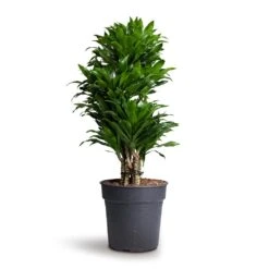 Dracaena Fragrans Compacta - Branched -Garden Potted Plant Shop Dracaena fragrans Compacta Branched 24x75cm 1