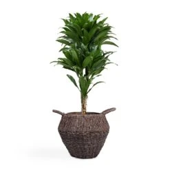 Dracaena Fragrans Compacta - Branched -Garden Potted Plant Shop Dracaena fragrans Compacta Branched 24x75cm Jelle Plant Baskets Set of 3 Black warped a799a670 655b 4e6e 8f03 e8610f298c38
