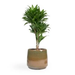 Dracaena Fragrans Compacta - Branched -Garden Potted Plant Shop Dracaena fragrans Compacta Branched 24x75cm Joah Plant Pot Oasis 33x28cm