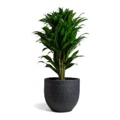 Dracaena Fragrans Compacta - Branched -Garden Potted Plant Shop Dracaena fragrans Compacta Branched 24x75cm Rinca Plant Pot Shiny Black 29x26cmV2 d1a30b6d e211 4522 9b8e 6a963efd0c98