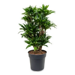 Dracaena Fragrans Compacta - Branched -Garden Potted Plant Shop Dracaena fragrans Compacta Branched 30x100cm