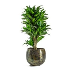 Kian Metal Plant Pots - Set Of 3 - Large - Sky Burn -Garden Potted Plant Shop Dracaena fragrans Compacta Branched Kian Metal Plant Pots Set of 3 Large Sky Burn d40ff8c0 2d2a 40dc bd1b b2a0f43636de