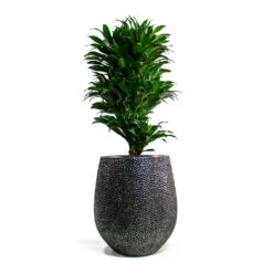 Opus Hit Darcy Planter - Silver -Garden Potted Plant Shop Dracaena fragrans Compacta Branched Opus Hit Darcy Planter Silver