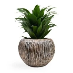 Luxe Lite Waterfall Globe Planter - Bronze 17 Luxe Lite Waterfall Globe Planter - Bronze -Garden Potted Plant Shop Dracaena fragrans Compacta Head 12x25cm Luxe Lite Waterfall Globe Planter Bronze 28x20cm d7be6fe1 957c 4ec7 99ab 3e349d978411