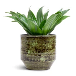 Sanna Plant Pot - Moss Green -Garden Potted Plant Shop Dracaena fragrans Compacta Head 12x25cm Sanna Plant Pot Moss Green 15x13cm c86a134c 63e0 4575 9be0 83293b98281f