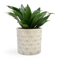 Dracaena Fragrans Compacta - Head -Garden Potted Plant Shop Dracaena fragrans Compacta Head 12x25cm Venetian Plant Pot Grey 16x14cm