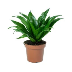 Dracaena Fragrans Compacta - Head -Garden Potted Plant Shop Dracaena fragrans Compacta Head