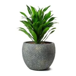 Dracaena Fragrans Compacta - Head -Garden Potted Plant Shop Dracaena fragrans Compacta Head Large Fay Plant Pot Blue Gold