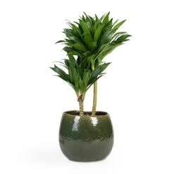 Dracaena Fragrans Compacta - Multi Stem 17 Dracaena Fragrans Compacta - Multi Stem -Garden Potted Plant Shop Dracaena fragrans Compacta Multi Stem 17x55cm 2 stems Mischa Plant Pot Forest Green 24x22cm