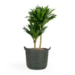 Dracaena Fragrans Compacta - Multi Stem 19 Dracaena Fragrans Compacta - Multi Stem -Garden Potted Plant Shop Dracaena fragrans Compacta Multi Stem 17x55cm 2 stems Nelis Plant Basket Green 23x20cm