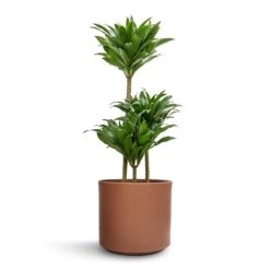 Dracaena Fragrans Compacta - Multi Stem 18 Dracaena Fragrans Compacta - Multi Stem -Garden Potted Plant Shop Dracaena fragrans Compacta Multi Stem 21x100cm 3 stems Prague Plant Pot Mocha 28x24cm e0b3705a 187e 479d b39c 1f9a060a4b78