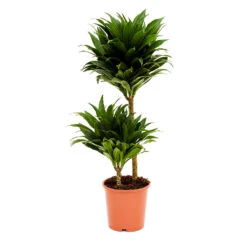 Dracaena Fragrans Compacta - Multi Stem 13 Dracaena Fragrans Compacta - Multi Stem -Garden Potted Plant Shop Dracaena fragrans Compacta Multi Stem