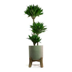 Charlie Plant Pot - Low Stand - Grey Washed -Garden Potted Plant Shop Dracaena fragrans Compacta Multi Stem Charlie Plant Pot Low Stand Grey Washed
