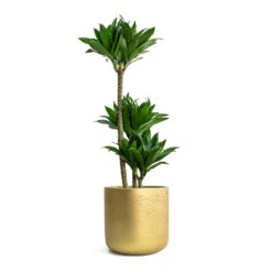 Dracaena Fragrans Compacta - Multi Stem 20 Dracaena Fragrans Compacta - Multi Stem -Garden Potted Plant Shop Dracaena fragrans Compacta Multi Stem Charlie Plant Pot Metallic Gold 5a1761f3 7ae0 430f 8884 90608fcf4ff3