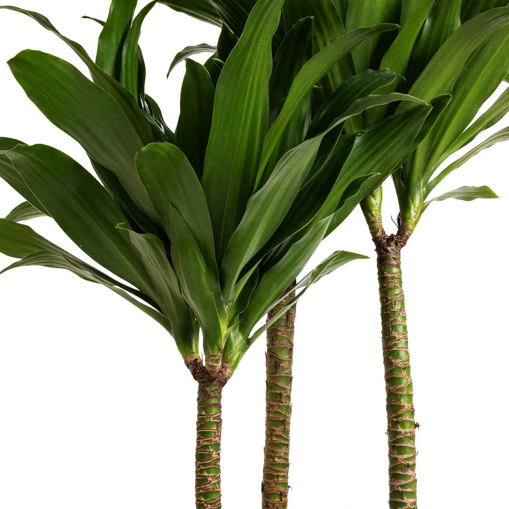 Dracaena Fragrans Compacta - Multi Stem 6 Dracaena Fragrans Compacta - Multi Stem - Image 6
