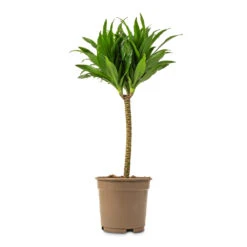 Dracaena Fragrans Compacta - Single Stem -Garden Potted Plant Shop Dracaena fragrans Compacta Single Stem 17x65cm