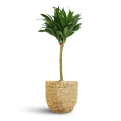 Dracaena Fragrans Compacta - Single Stem -Garden Potted Plant Shop Dracaena fragrans Compacta Single Stem 17x65cm Cody Plant Pot Straw Grass 22x20cm