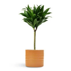 Dracaena Fragrans Compacta - Single Stem