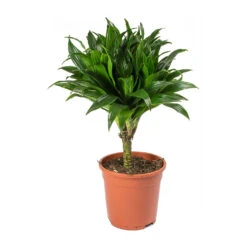 Dracaena Fragrans Compacta - Single Stem -Garden Potted Plant Shop Dracaena fragrans Compacta Single Stem