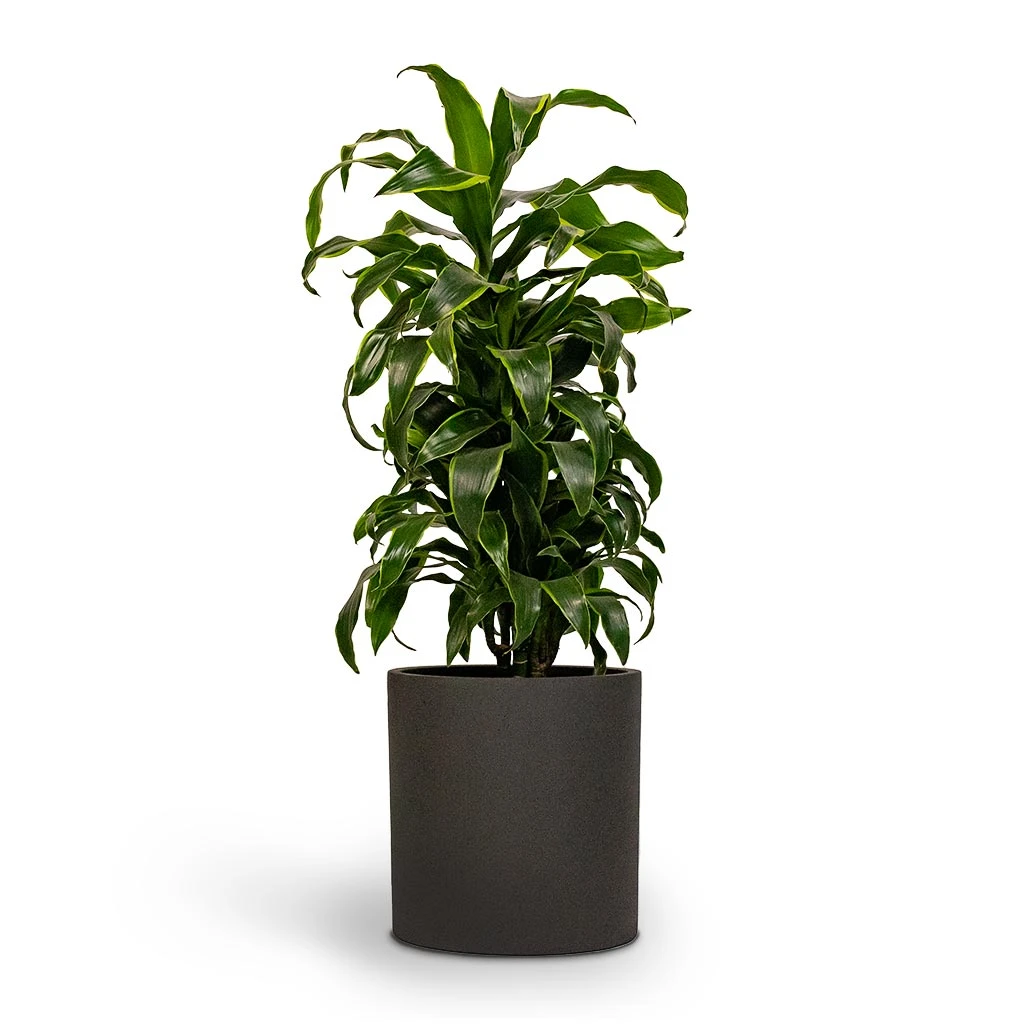 Max Refined Planter - Volcano Black 2 Max Refined Planter - Volcano Black - Image 2