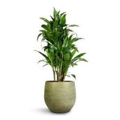 Lydia Plant Pot - Shiny Green 39 Lydia Plant Pot - Shiny Green -Garden Potted Plant Shop Dracaena fragrans Janet Craig Branched 27x130cm Lydia Plant Pot Shiny Green 36x32cm 5ddb8ad9 72c6 4001 9807 1193da78dbfb