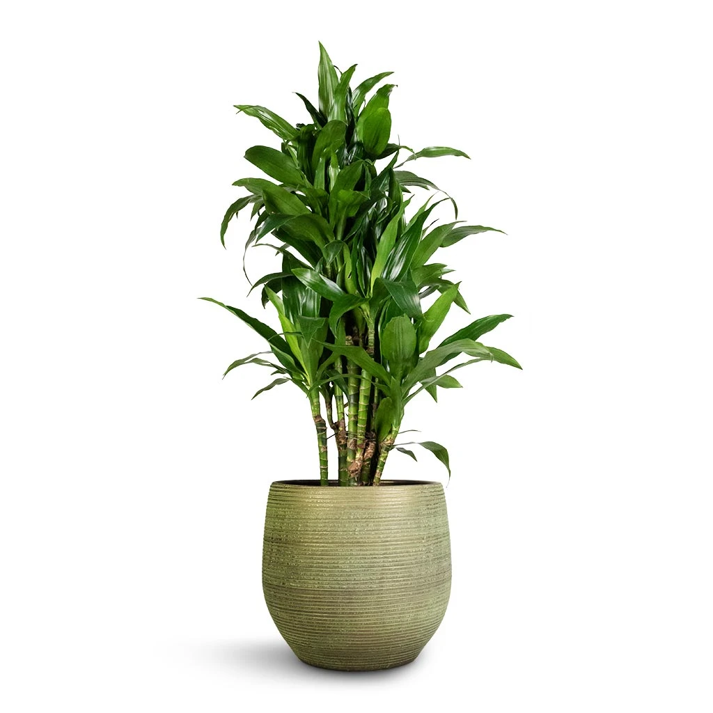 Lydia Plant Pot - Shiny Green 20 Lydia Plant Pot - Shiny Green - Image 20