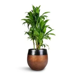 Mya Plant Pot - Shiny Mocha -Garden Potted Plant Shop Dracaena fragrans Janet Craig Branched 27x130cm Mya Plant Pot Shiny Mocha 36x32cm 5735cdce 37e2 4c6c 8976 3b323c084f37