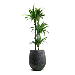 Opus Hit Darcy Planter - Silver -Garden Potted Plant Shop Dracaena fragrans Janet Craig Multi Stem Opus Hit Darcy Planter Silver