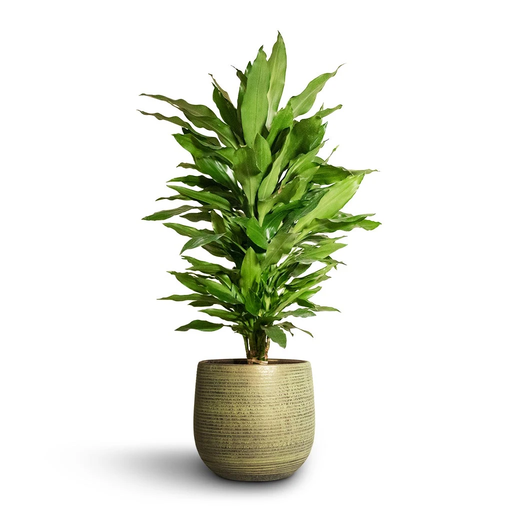 Lydia Plant Pot - Shiny Green 8 Lydia Plant Pot - Shiny Green - Image 8