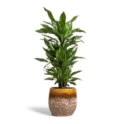 Lindy Plant Pot - Ochre -Garden Potted Plant Shop Dracaena fragrans Janet Lind Branched 24x95cm Lindy Plant Pot Ochre 30x25cm c3b5336e ca1e 4cec 875e 7875a9b9bdf1