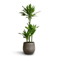 Esra Plant Pot - Mystic Grey -Garden Potted Plant Shop Dracaena fragrans Janet Lind Multi Stem 21x100 Esra Plant Pot Mystic Grey 26x26cm 2cb21ad3 c76c 4faf ad18 0c10f2d13d65