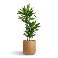 Dune Cylinder Planter - Almond 13 Dune Cylinder Planter - Almond -Garden Potted Plant Shop Dracaena fragrans Janet Lind Multi Stem 21x110cm 3 stems Dune Cylinder Planter Almond 38x37cm