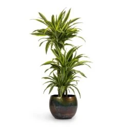 Dracaena Fragrans Lemon Lime - Multi Stem -Garden Potted Plant Shop Dracaena fragrans Lemon Lime 3MultiStem 24x140cm Ellen Metal Plant Pots Set3 Big Vintage Green