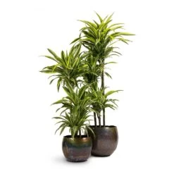 Dracaena Fragrans Lemon Lime - Multi Stem -Garden Potted Plant Shop Dracaena fragrans Lemon Lime 3MultiStem 24x140cm Ellen Metal Plant Pots Set3 Medium Big Vintage Green