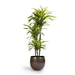 Dracaena Fragrans Lemon Lime - Multi Stem -Garden Potted Plant Shop Dracaena fragrans Lemon Lime 3MultiStem 24x140cm Ellen Metal Plant Pots Set3 Small Vintage Green
