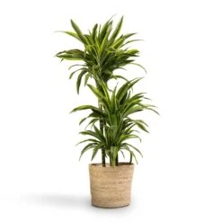 Dracaena Fragrans Lemon Lime - Multi Stem -Garden Potted Plant Shop Dracaena fragrans Lemon Lime 3MultiStem 24x140cm Selin Plant Basket Jute 30x26cm