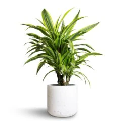 Dracaena Fragrans Lemon Lime - Branched -Garden Potted Plant Shop Dracaena fragrans Lemon Lime Branched 21x70cm Charlie Plant Pot White Washed 25x24cm