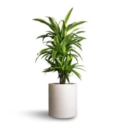 Max Refined Planter - Natural White 18 Max Refined Planter - Natural White -Garden Potted Plant Shop Dracaena fragrans Lemon Lime Branched 21x70cm Max Refined Planter Natural White 29x29.5cm e3b1c807 5a5b 4e62 8c50 43b66461678b