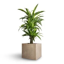 Raindrop Cube Planter - Stone -Garden Potted Plant Shop Dracaena fragrans Lemon Lime Branched 21x70cm Raindrop Cube Planter Stone 30x30x27cm ae9dd8c7 c891 481d 8ac5 b1364706eab5