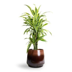 Dracaena Fragrans Lemon Lime - Branched -Garden Potted Plant Shop Dracaena fragrans Lemon Lime Branched 24x90cm Joah Plant Pot Truffle 33x28cm