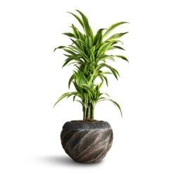 Dracaena Fragrans Lemon Lime - Branched -Garden Potted Plant Shop Dracaena fragrans Lemon Lime Branched 24x90cm Luxe Lite Wave Globe Planter Bronze
