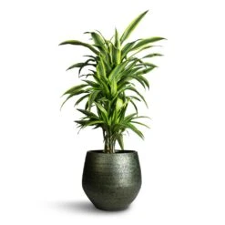 Dracaena Fragrans Lemon Lime - Branched -Garden Potted Plant Shop Dracaena fragrans Lemon Lime Branched 24x90cm Noor Plant Pot Velvet Green 33x30cm