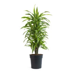 Dracaena Fragrans Lemon Lime - Branched -Garden Potted Plant Shop Dracaena fragrans Lemon Lime Branched 27cm