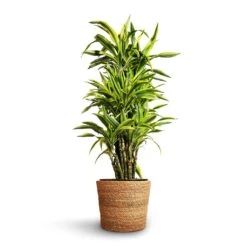 Dracaena Fragrans Lemon Lime - Branched -Garden Potted Plant Shop Dracaena fragrans Lemon Lime Branched 27x110cm Igmar Plant Basket Natural 30x26cm 2