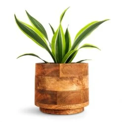 Helle Plant Pot - Natural -Garden Potted Plant Shop Dracaena fragrans Lemon Lime Head 12x35cm Helle Plant Pot Natural 16x14cm 156d1ab4 501d 4ae7 9ac4 79ed5b62c4d9