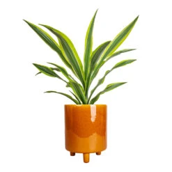 Pisa Plant Pot - Mustard -Garden Potted Plant Shop Dracaena fragrans Lemon Lime Head 17x50cm Pisa Plant Pot Mustard 20x24cm