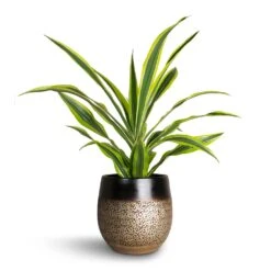 Mya Plant Pot - Deep Champagne -Garden Potted Plant Shop Dracaena fragrans Lemon Lime Head Mya Plant Pot Deep Champagne d37372a6 9095 4103 b212 6e9cf285335f