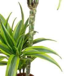 Dracaena Fragrans Lemon Lime - Multi Stem -Garden Potted Plant Shop Dracaena fragrans Lemon Lime Leaves